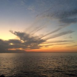 ライトゲームプラッキング釣果