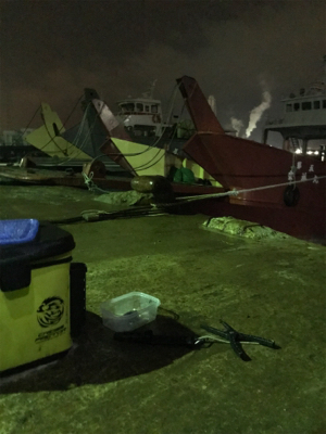 懲りずにヒイカ釣りσ(^_^;)