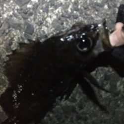 メバリング調査