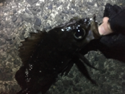 メバリング調査