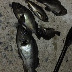 ナイトメバリング