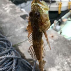 御所浦ライトゲームリベンジ