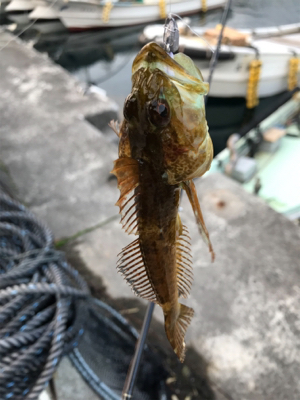 御所浦ライトゲームリベンジ