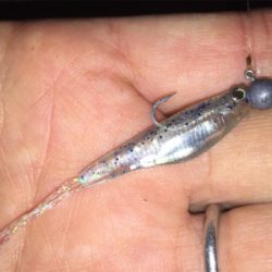 タケノコメバルっぽいけど、違う気がする!