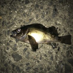 御所浦ライトゲームリベンジ②