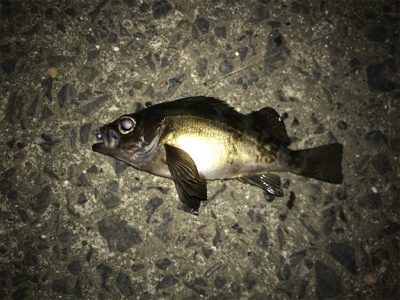 御所浦ライトゲームリベンジ②