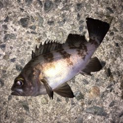 明石でメバル