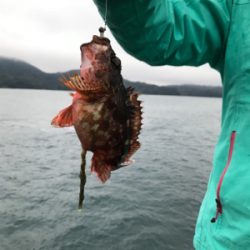 御所浦ライトゲームリベンジ③