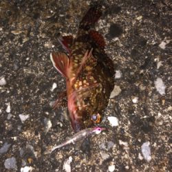 メバリング良好