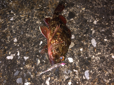 メバリング良好