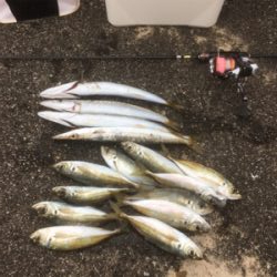 アジング‼️カマシング??