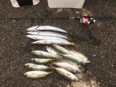 アジング‼️カマシング??