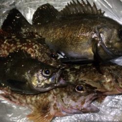 ガシラとメバル