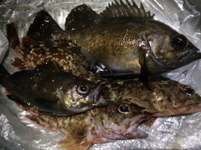 ガシラとメバル