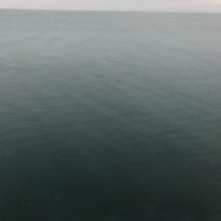 カサゴは裏切らない