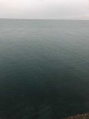 カサゴは裏切らない