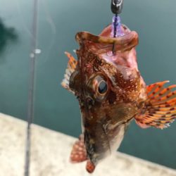 牛深ライトゲーム②