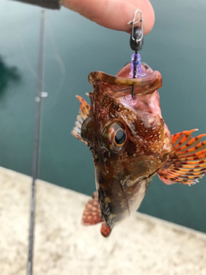 牛深ライトゲーム②