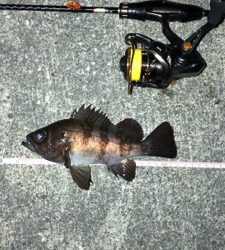 6時間耐久メバリング