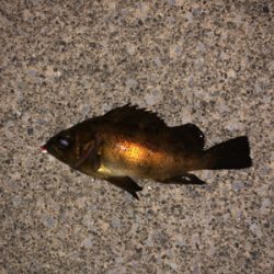 強風の中のメバリング