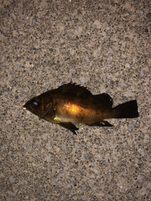 強風の中のメバリング