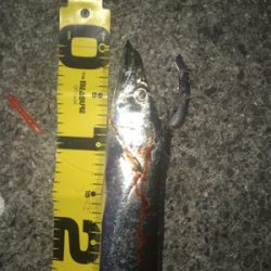 まだまだ釣れますよ!