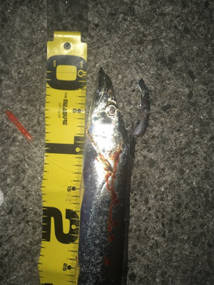 まだまだ釣れますよ!