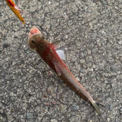 バレンタイン釣行