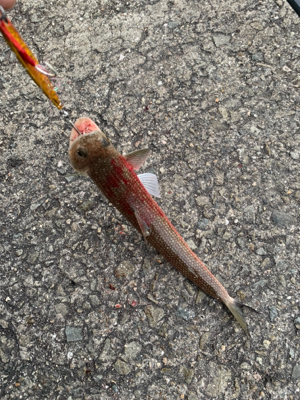 バレンタイン釣行