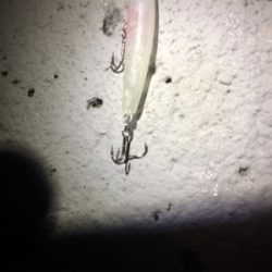 プラッキング絶好調です