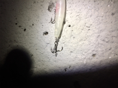 プラッキング絶好調です