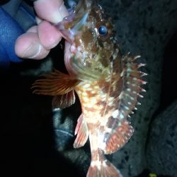 ナイトメバリング