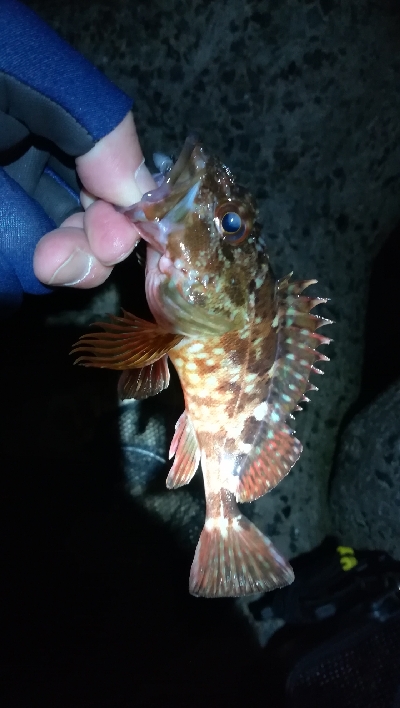 ナイトメバリング