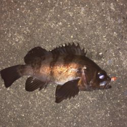 寒空の下メバリング