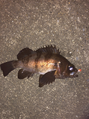 寒空の下メバリング