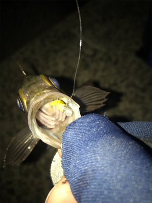 仲間とメバリング