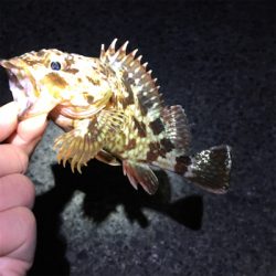 メバリング、ガシラ・セイゴも