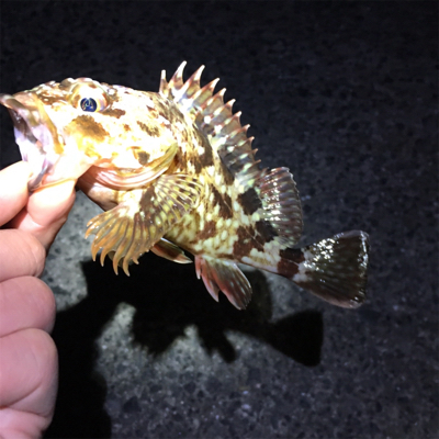 メバリング、ガシラ・セイゴも