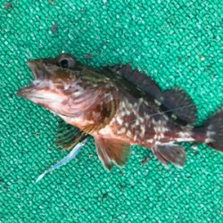 アジを求めて御所浦釣行①