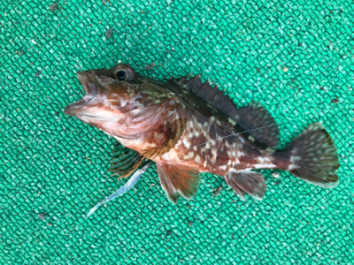 アジを求めて御所浦釣行①