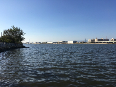 大和川河口でカニ餌でチヌを狙うも…