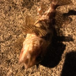 アジを求めて御所浦釣行②