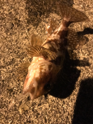 アジを求めて御所浦釣行②