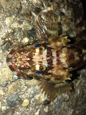 ガシラしかいない