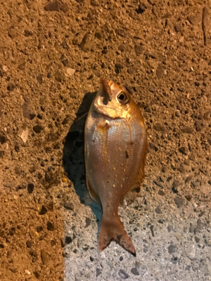 アジを求めて御所浦釣行③