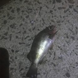 アジング求めて御所浦釣行