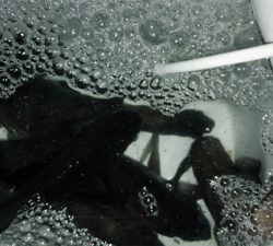 雨後の高活性！