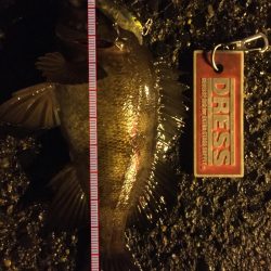 ライトゲーム修行