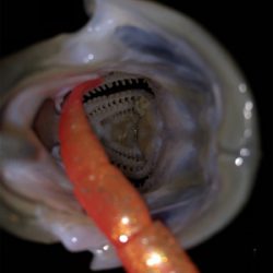 バチ抜け本格化？