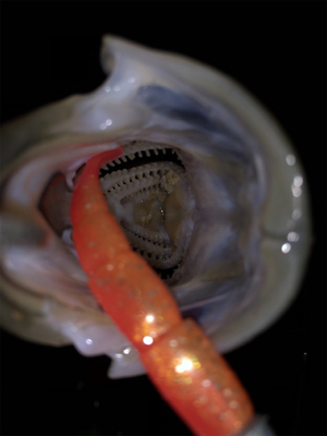 バチ抜け本格化？